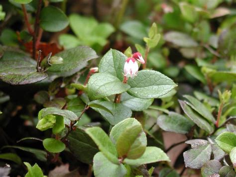 東北 植物|東北森林管理局/植物図鑑・開花季節別索引（春）